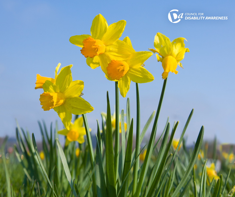 Daffodils in the sunshine